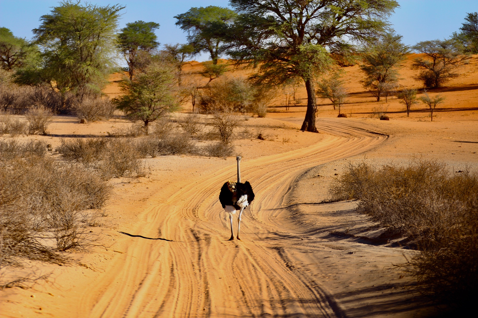 Deserto del Kalahari