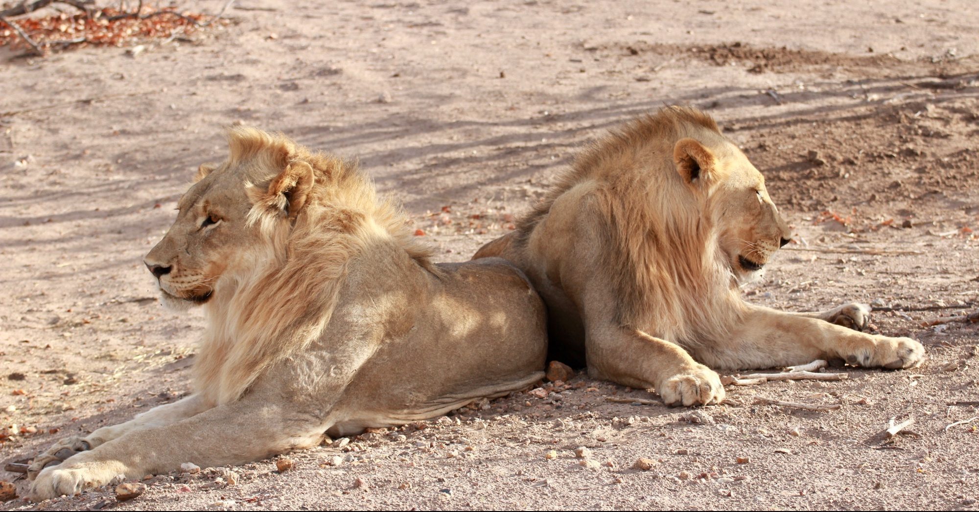 Etosha National Park
