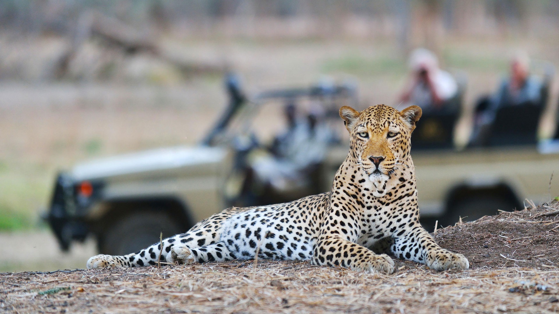 Game Drive in Namibia