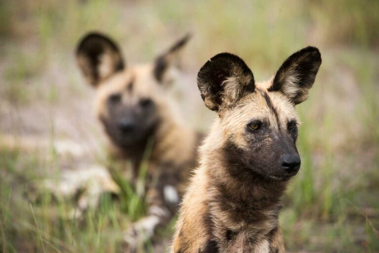 rawwilddog