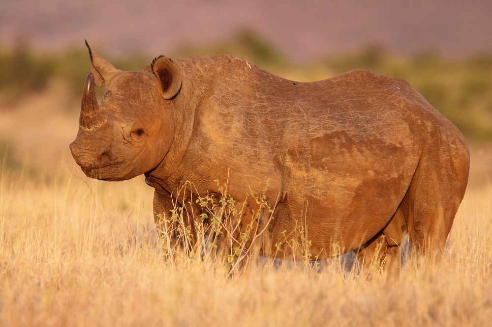 Etosha national park / Otjiwarongo area