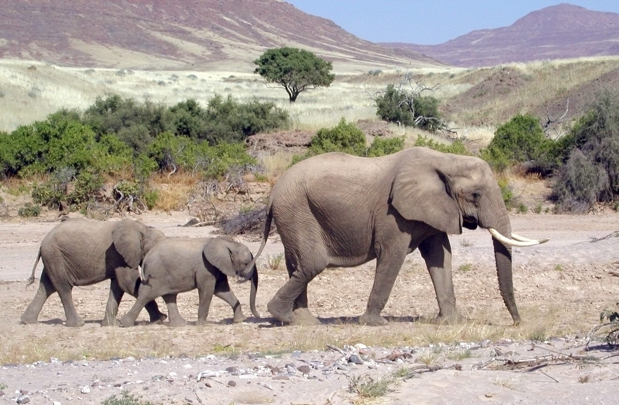 Damaraland: Twyfelfontein / Etosha National Park