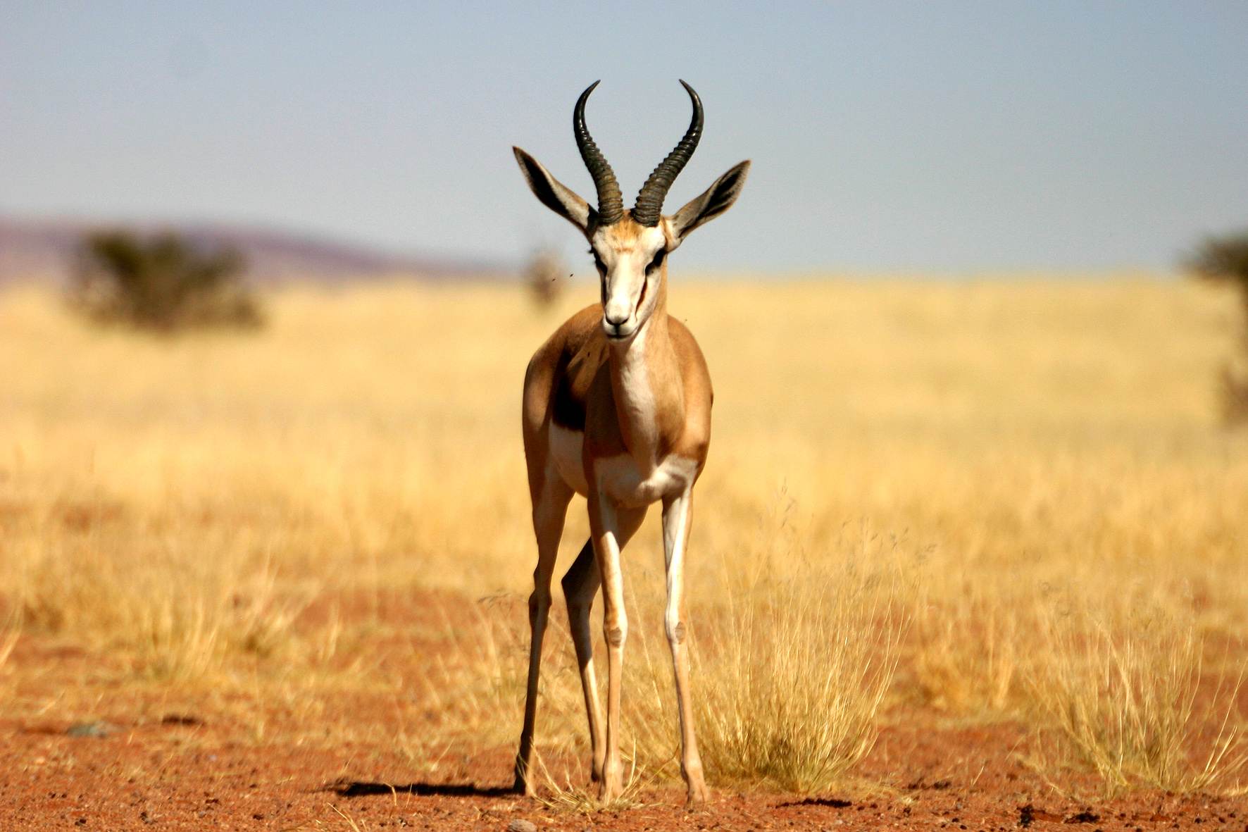 Kalahari Desert