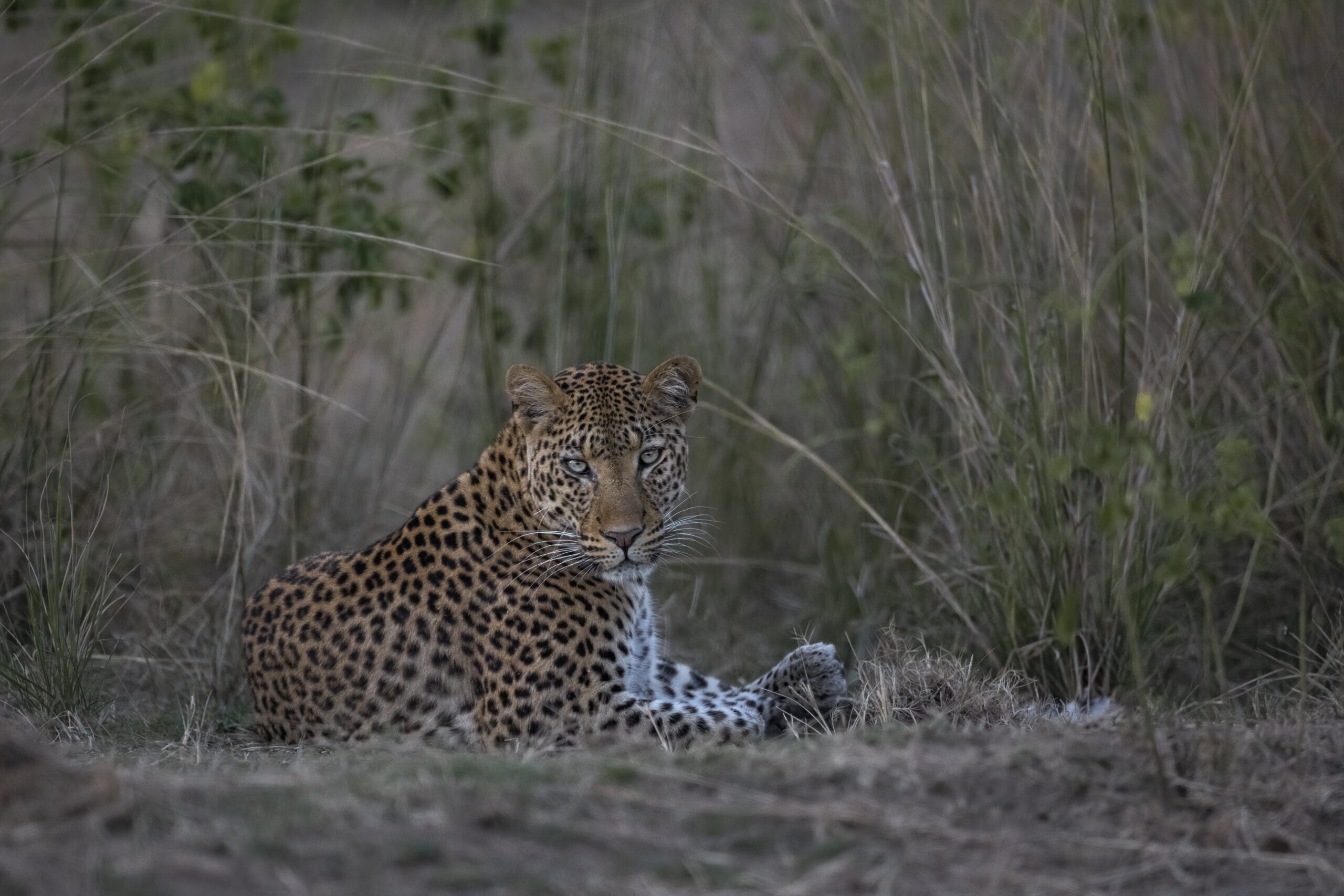 Etosha National Park / Otjiwarongo Area, CCF