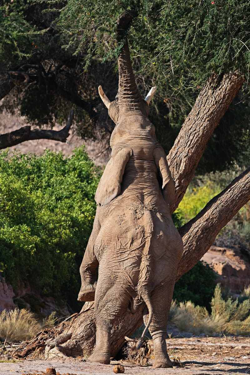 Spitzkoppe / Damaraland