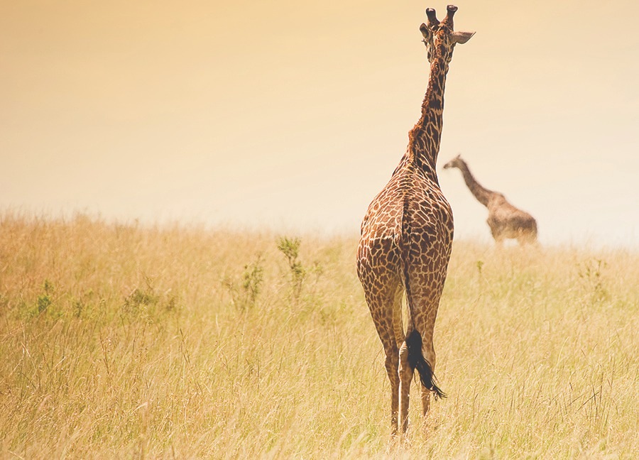 Enjoy Namibia Easy