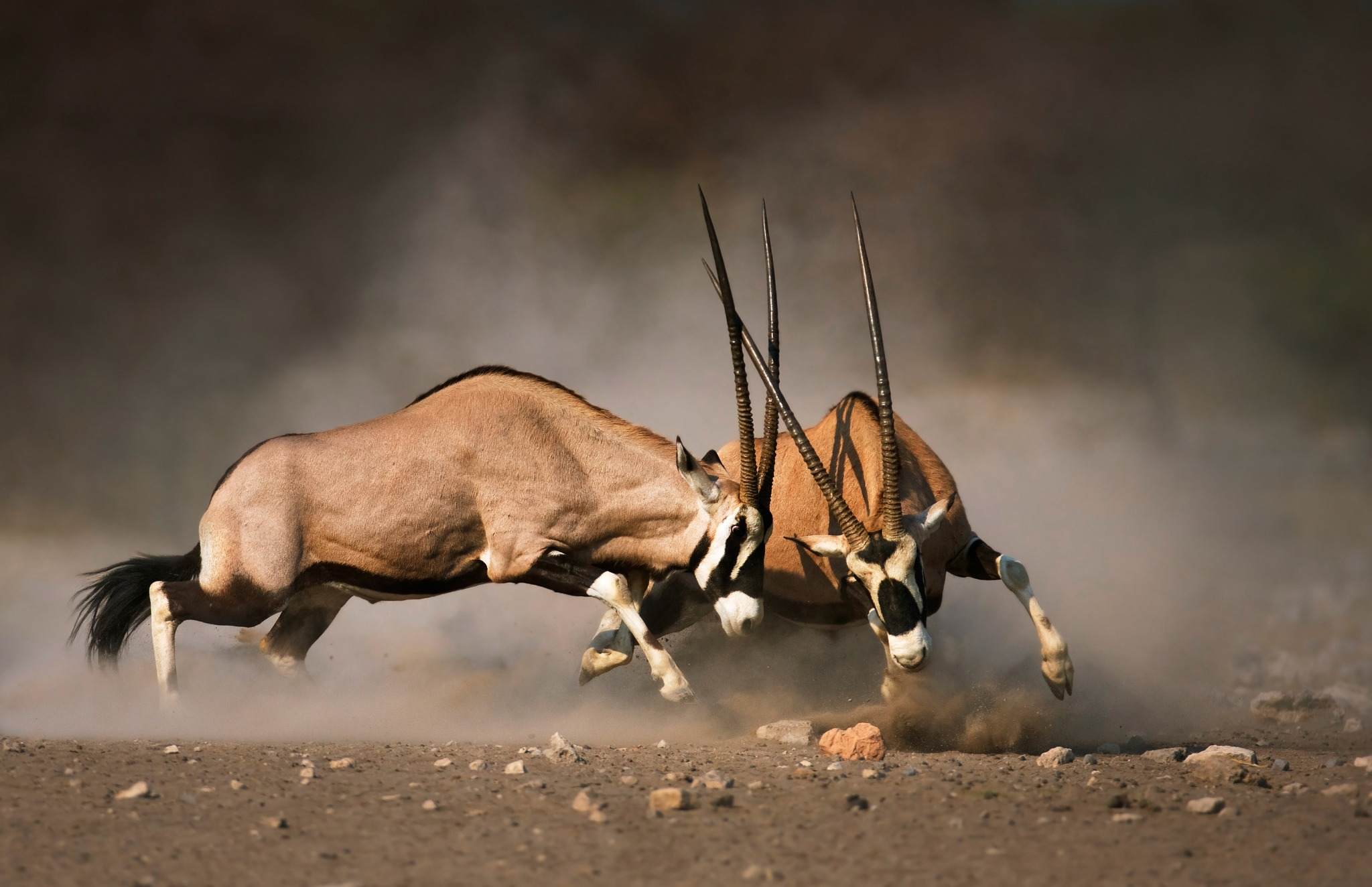 Windhoek / Kalahari Desert Area 