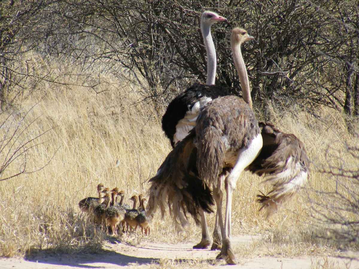 Windhoek / Kalahari Desert Area