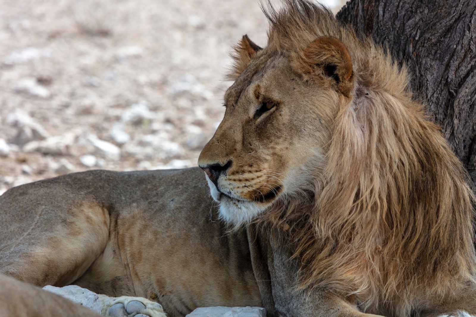 Around Namibia Exclusive