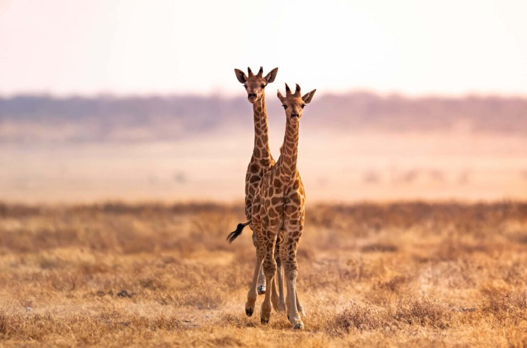 Family Namibia Superior