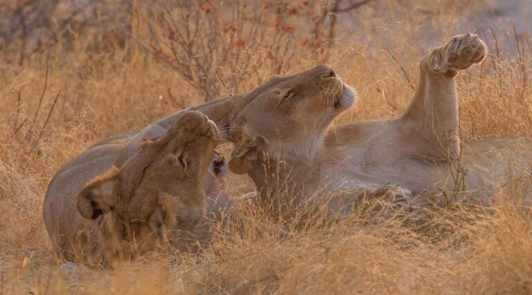 Active Namibia