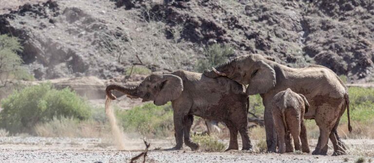 Active Namibia