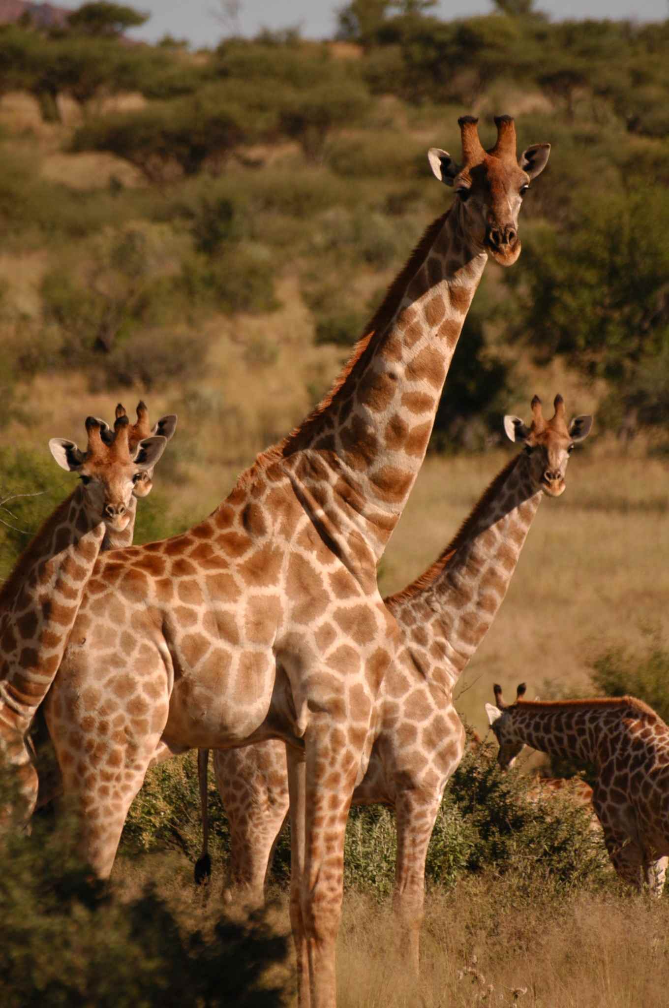 Etendeka Hiking Trail : northern Kunene 