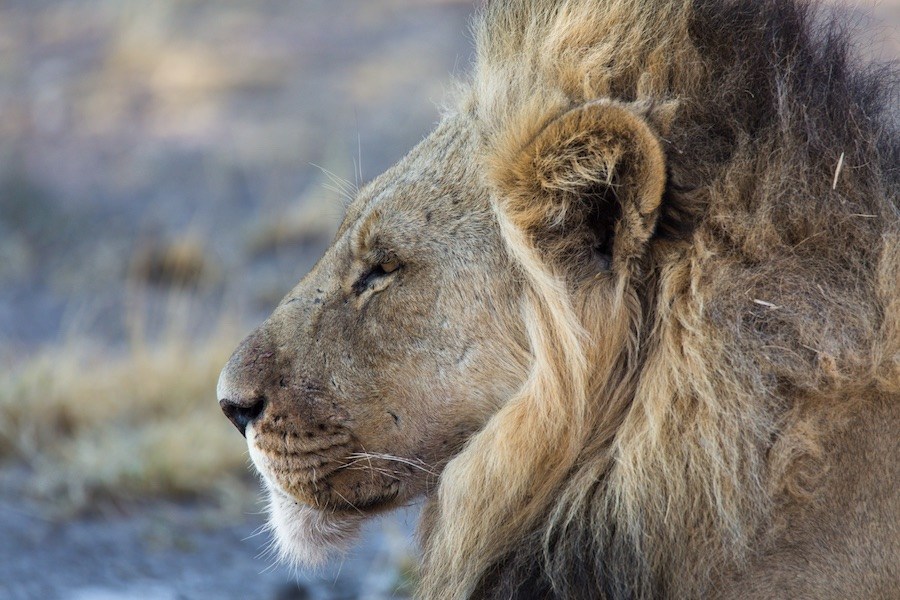 Central Kalahari Game Reserve