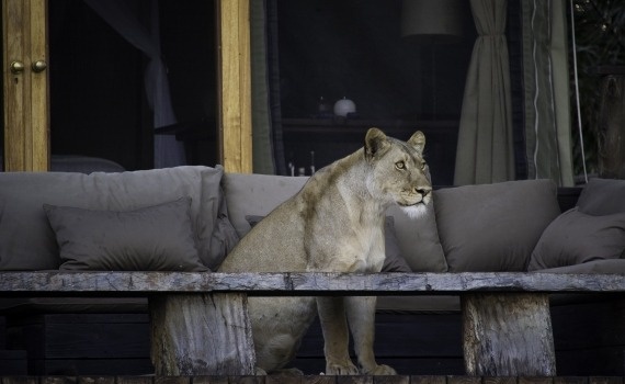Central Kalahari Game Reserve
