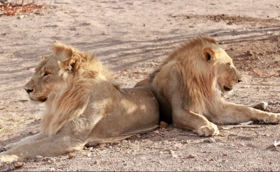 leoni-safari-namibia
