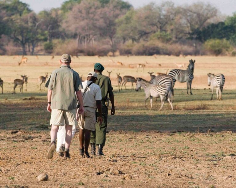 walking-safari-zebre-kafue-national-park-zambia